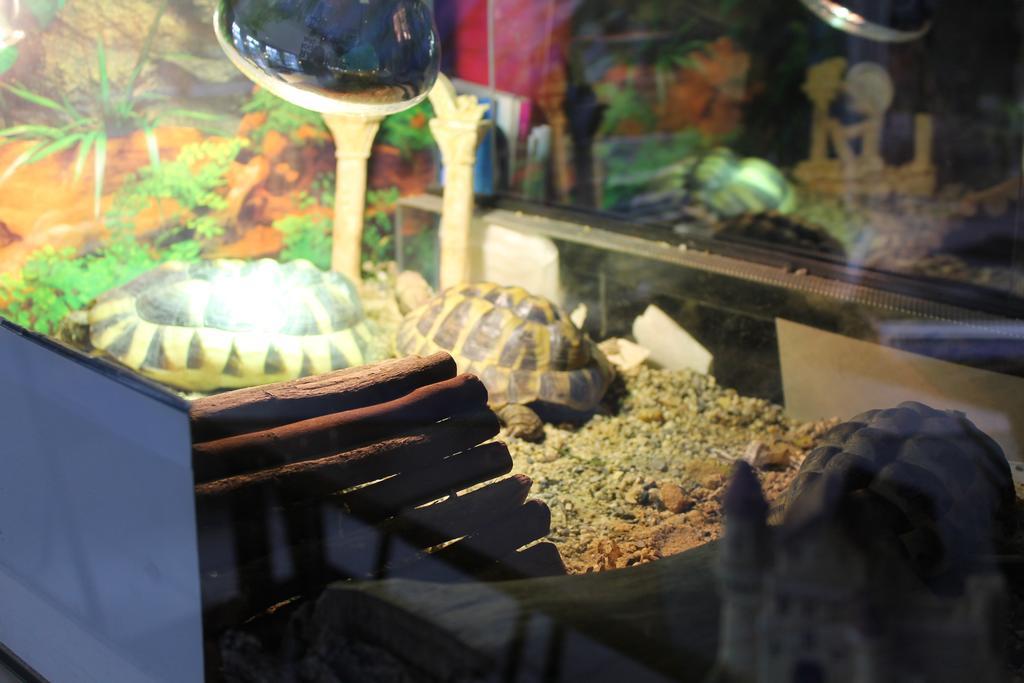查萨拉酒店 卡塞尔 外观 照片